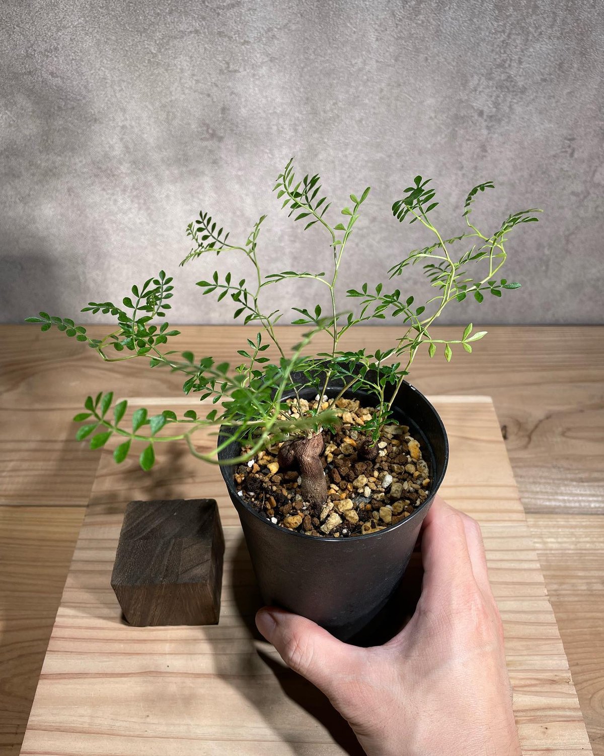 オペルクリカリア パキプス 根差し株 オペルクリカリア パキプス 根差し 2株入 (商品番号PP-65