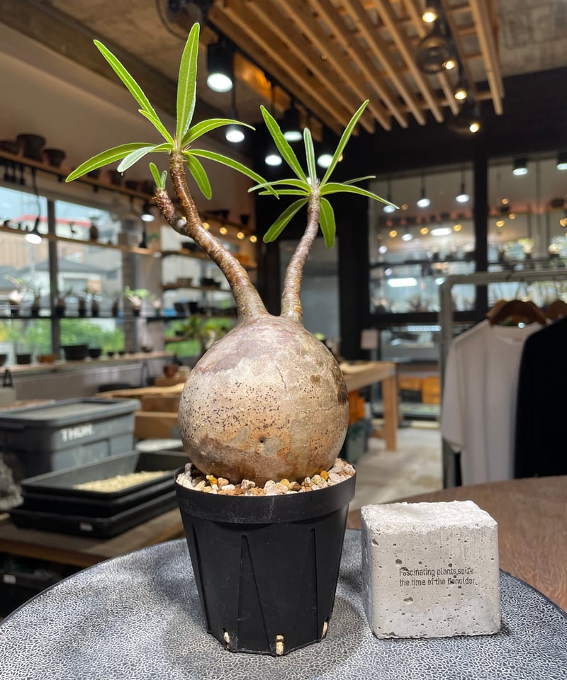 パキポディウム グラキリス Pachypodium gracilius 発根済 (gk-52