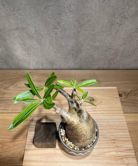 パキポディウム グラキリス　Pachypodium gracilius 　発根済　(商品番号gk-80valiem)  VALIEM 　(VALIEMタグ付き)