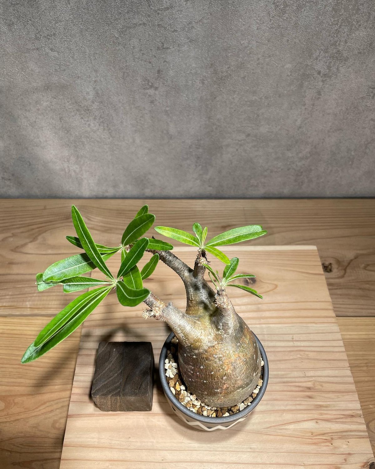 パキポディウム グラキリス Pachypodium gracilius 発根済 (商品番号g