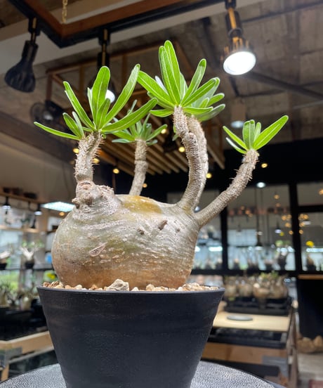 パキポディウム グラキリス　Pachypodium gracilius 　発根済　(gk-252)