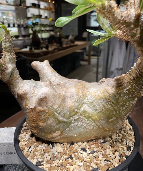 パキポディウム グラキリス　Pachypodium gracilius 　発根済　(gk-447）