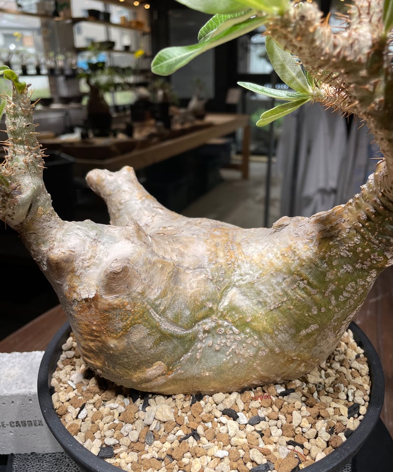 パキポディウム グラキリス Pachypodium gracilius 発根済 (gk-44