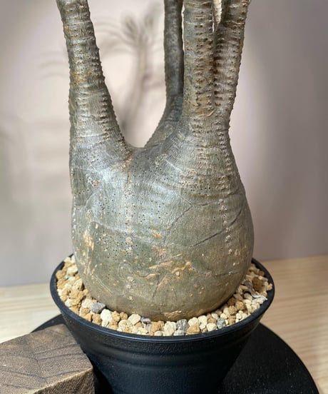 パキポディウム グラキリス　Pachypodium gracilius 　発根済　(商品番号gk-106)