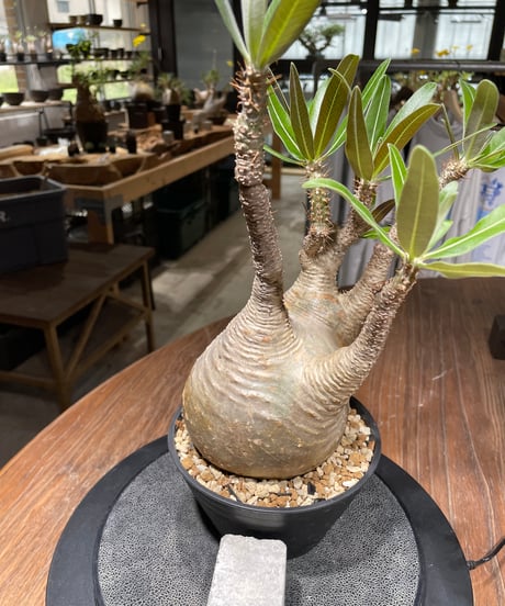 パキポディウム グラキリス　Pachypodium gracilius 　発根済　(gk-441）