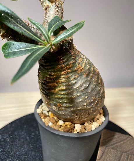 パキポディウム グラキリス　Pachypodium gracilius 　発根済　(商品番号gk-111valiem)VALIEM  (VALIEMタグ付き)