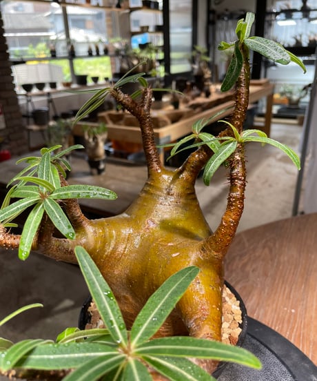 パキポディウム グラキリス　Pachypodium gracilius 　発根済　(gk-484)