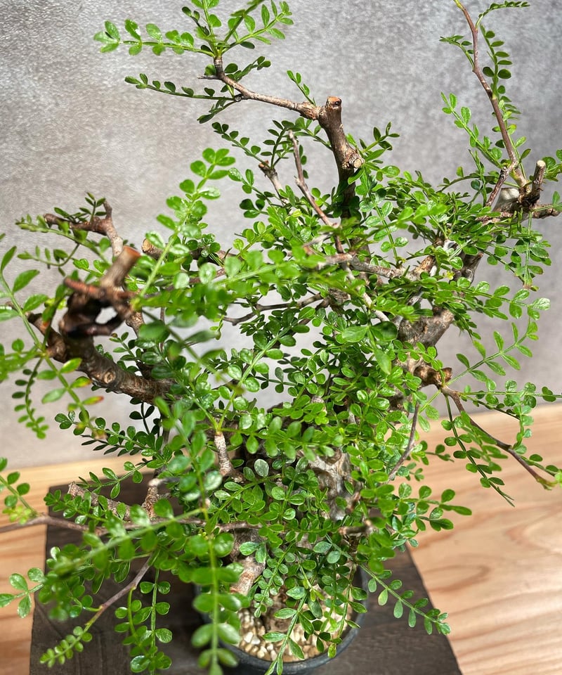 オペルクリカリア パキプス/Operculicarya pachypus 発根済 浅鉢用手 オペルクリカリア パキプス/Operculicarya pachypus 発根済 浅鉢用手