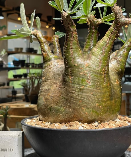 パキポディウム グラキリス　Pachypodium gracilius 　発根済　(gk-535)