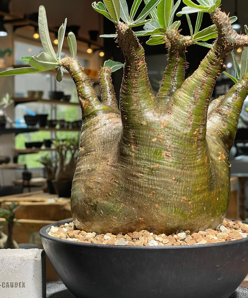 パキポディウム グラキリス Pachypodium gracilius 発根済 (gk-53