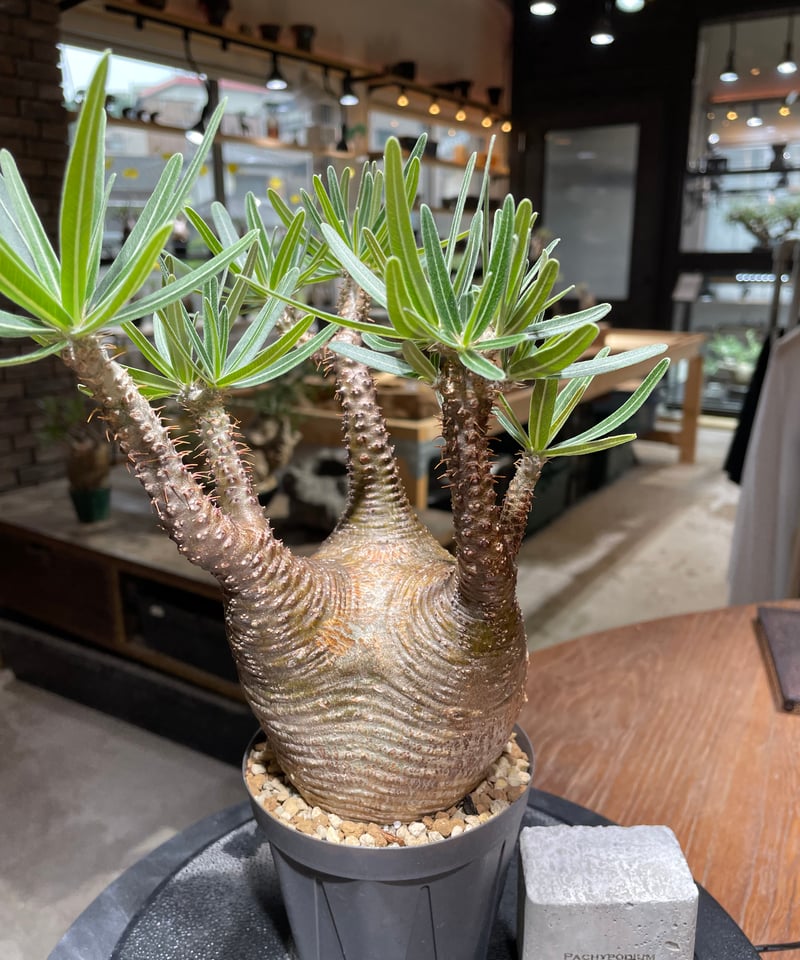 パキポディウム グラキリス Pachypodium gracilius 発根済 (gk-46