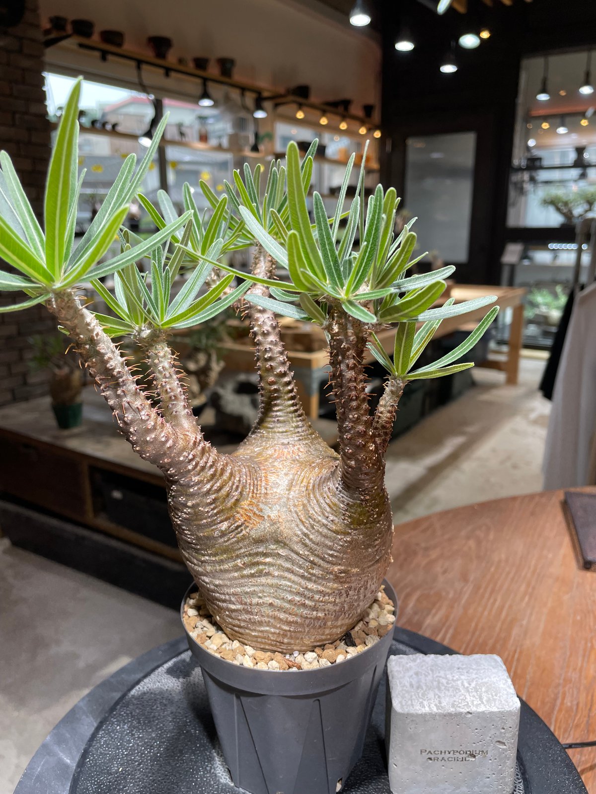 Pachypodium graciliusパキポディウムグラキリス 現地球発根済 パキポディウム グラキリス Pachypodium gracilius 発根済 (gk-46