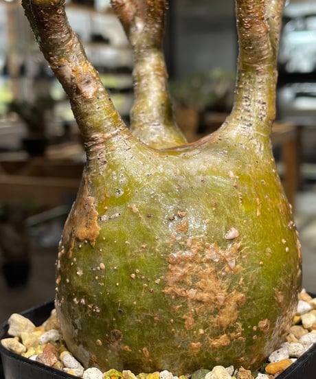 パキポディウム グラキリス　Pachypodium gracilius 　発根済　(gk-391)