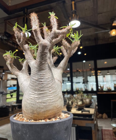 パキポディウム グラキリス　Pachypodium gracilius 　発根済　(gk-303)
