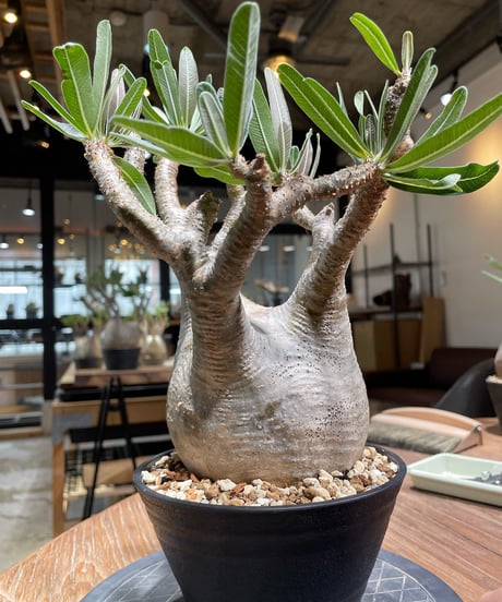 パキポディウム グラキリス　Pachypodium gracilius 　発根済　(gk-373)