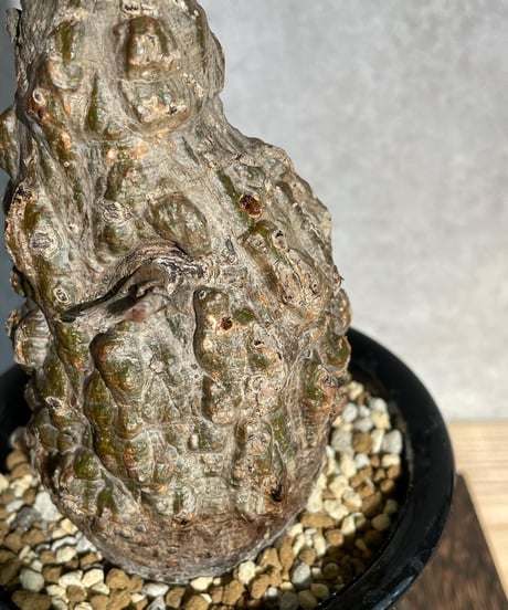 オペルクリカリア パキプス／Operculicarya pachypus　発根済   (塊根幅6.5cm)　(商品番号PP-20)