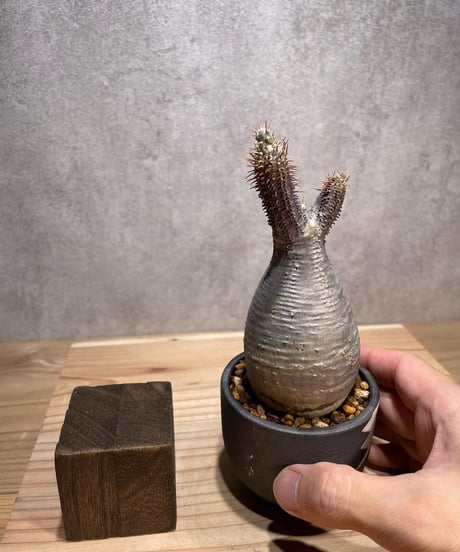 パキポディウム グラキリス　Pachypodium gracilius 　発根済　(商品番号gk-68valiem)  VALIEM 　(VALIEMタグ付き)