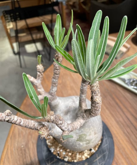 パキポディウム グラキリス　Pachypodium gracilius 　発根済　(gk-374)