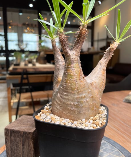 パキポディウム グラキリス　Pachypodium gracilius 　発根済　(gk-380)