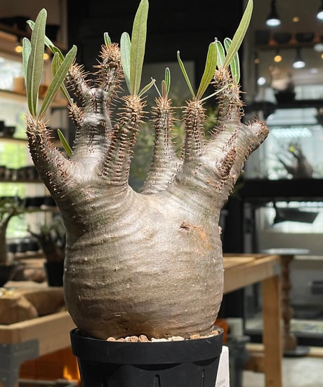 パキポディウム グラキリス　Pachypodium gracilius 　発根済　(gk-529)