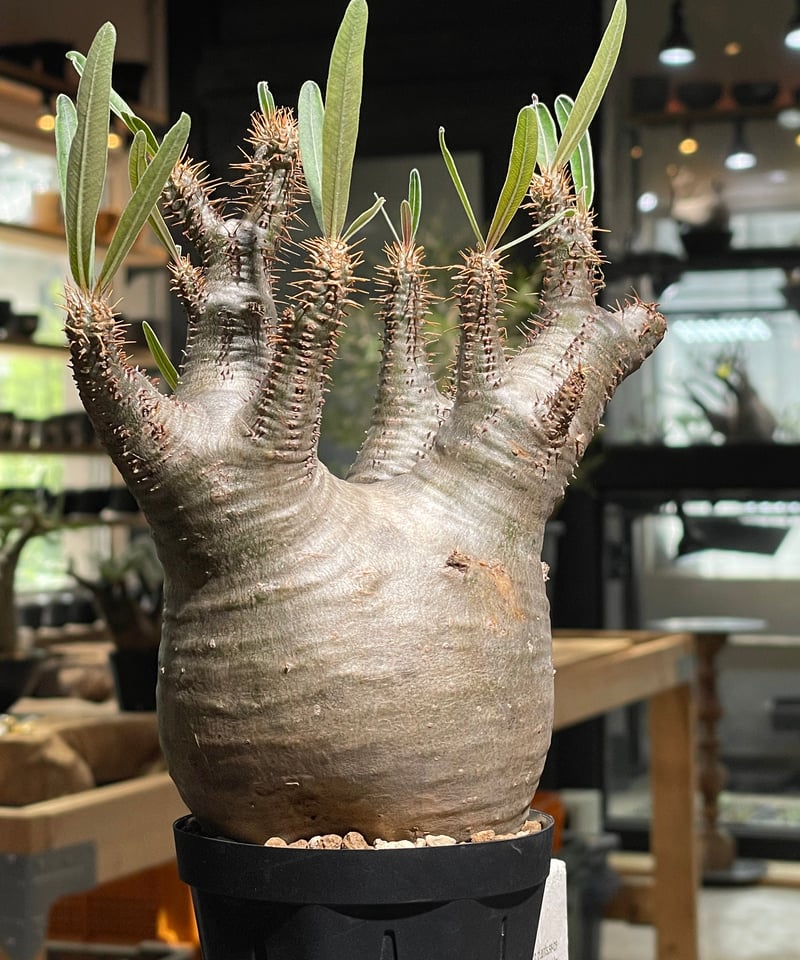 パキポディウム　グラキリス　発根済み パキポディウム グラキリス 現地球 発根株 （鉢付き