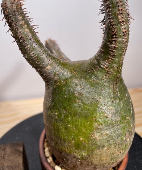 パキポディウム グラキリス　Pachypodium gracilius 　発根済　(商品番号gk-130valiem)VALIEM  (VALIEMタグ、巾着袋付き)