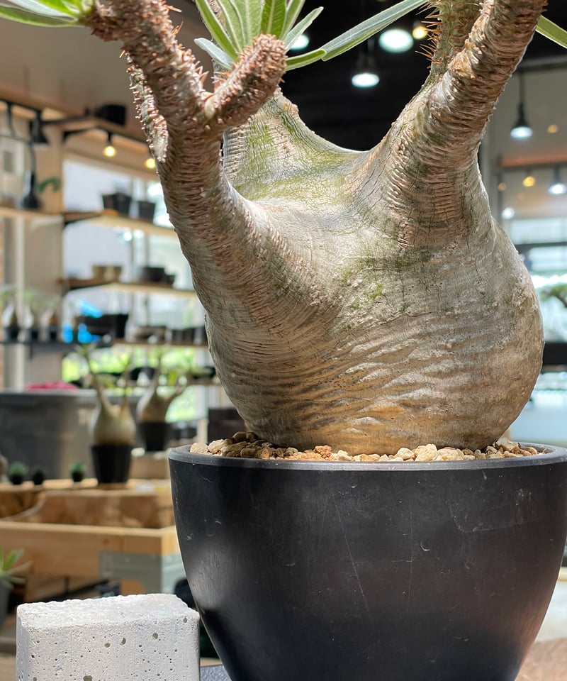 パキポディウム グラキリス Pachypodium gracilius 発根済 (gk-47