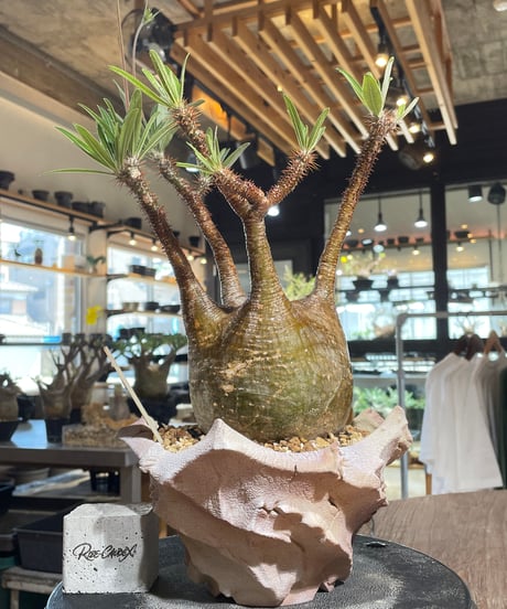 CATEGORY Pachypodium gracilius(パキポディウム グラキリス) |