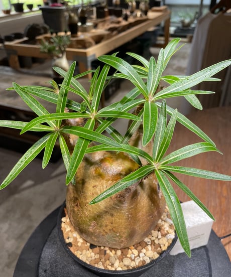 パキポディウム グラキリス　Pachypodium gracilius 　発根済　(gk-475)