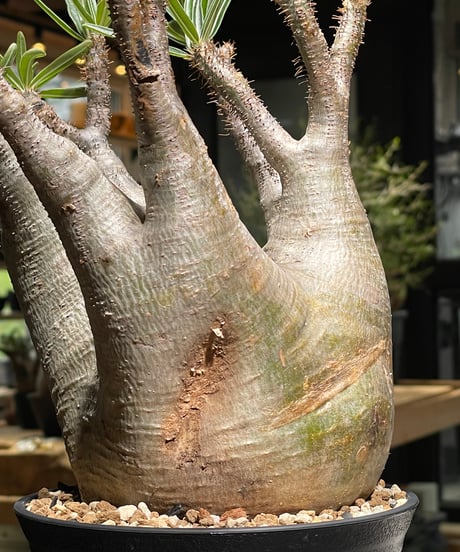 パキポディウム グラキリス　Pachypodium gracilius 　発根済　(gk-532)