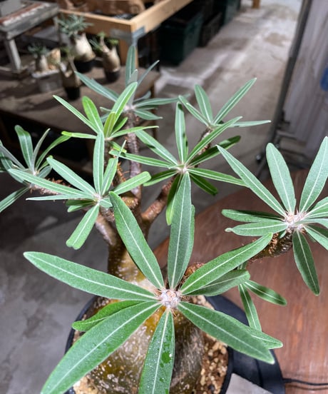 パキポディウム グラキリス　Pachypodium gracilius 　発根済　(gk-519）