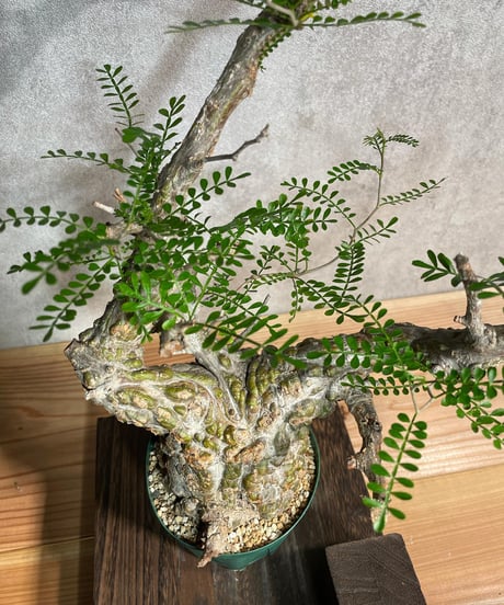 オペルクリカリア パキプス／Operculicarya pachypus　発根済　(塊根幅8.5cm)　(商品番号PP-24)