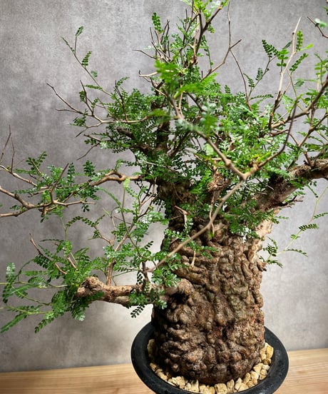 オペルクリカリア パキプス／Operculicarya pachypus　発根済　(商品番号PP-41)