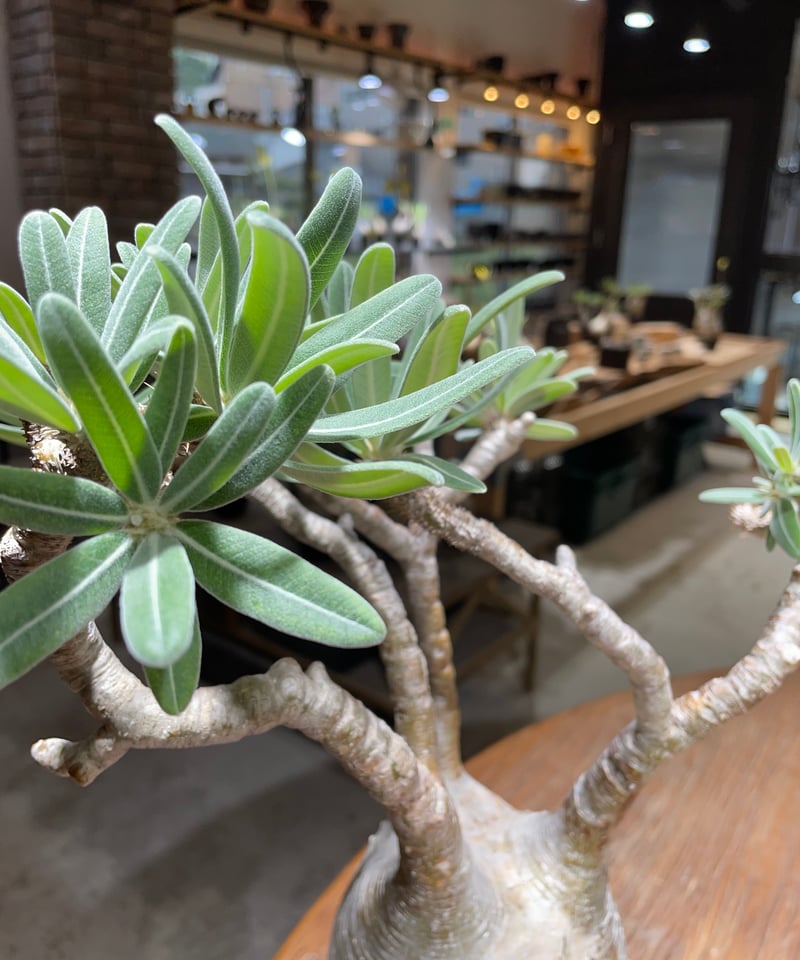 パキポディウム グラキリス Pachypodium gracilius 発根済 (gk-45