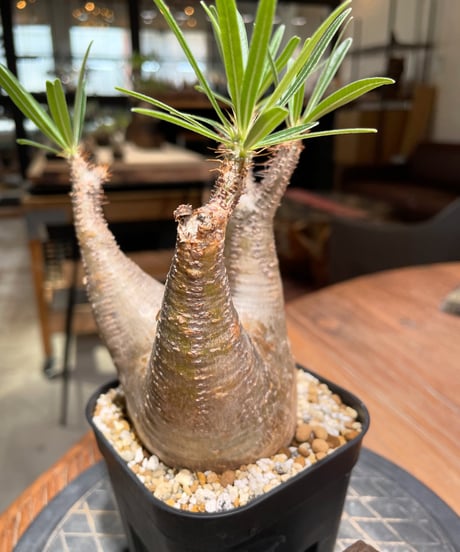 パキポディウム グラキリス　Pachypodium gracilius 　発根済　(gk-380)