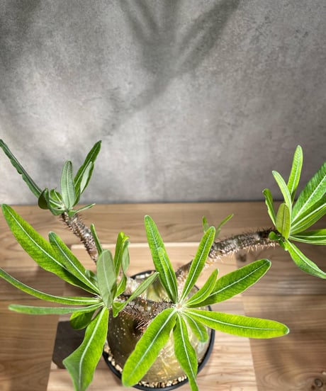 パキポディウム グラキリス　Pachypodium gracilius 　発根済　(商品番号gk-85)