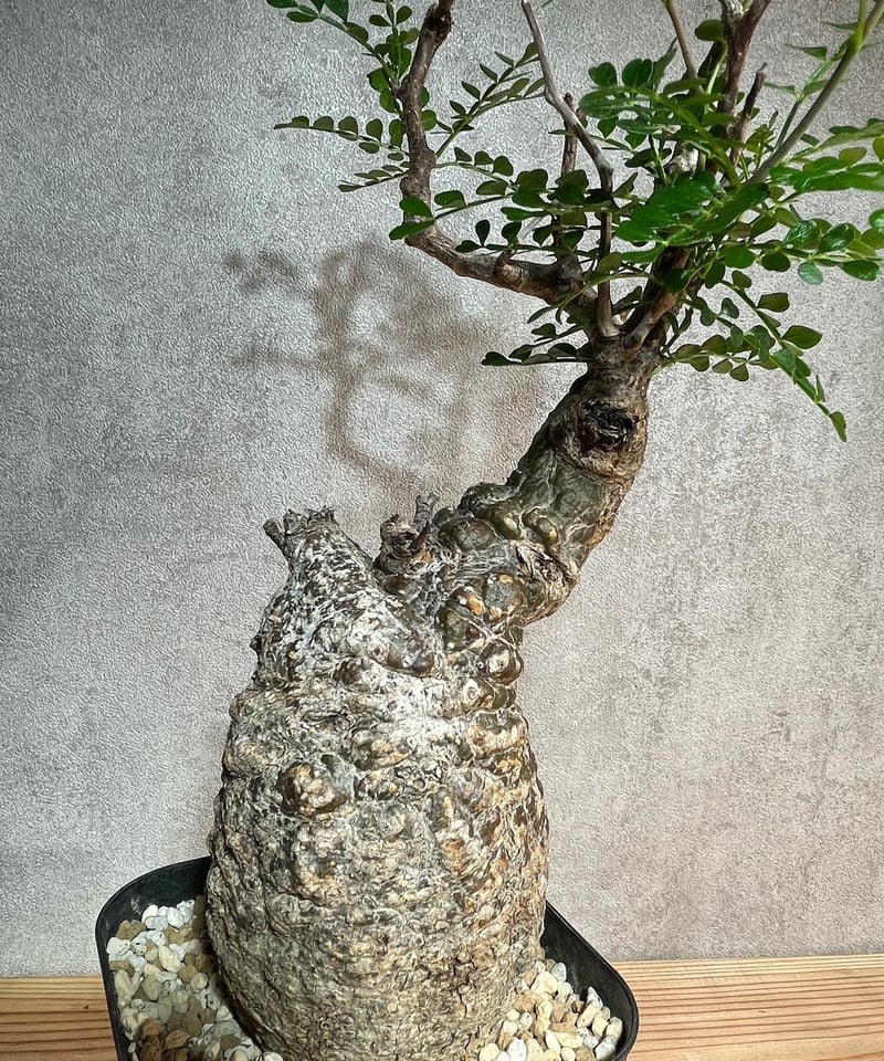 オペルクリカリア パキプス／Operculicarya pachypus 発根済 (塊根幅7c