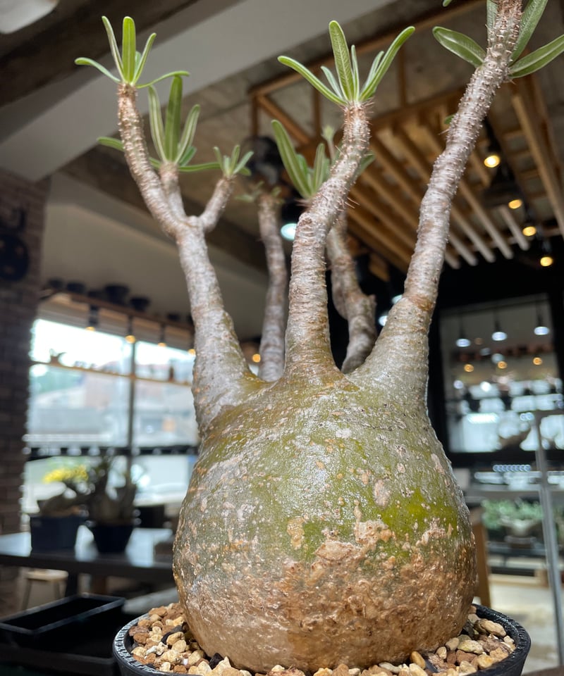 パキポディウム グラキリス Pachypodium gracilius 発根済 (gk-55
