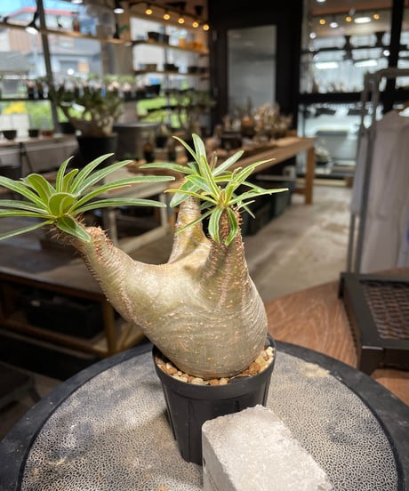 パキポディウム グラキリス　Pachypodium gracilius 　発根済　(gk-503）