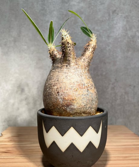 パキポディウム グラキリス　Pachypodium gracilius 　発根済　(商品番号gk-26valiem)  VALIEM 　BOWL　sizeS　(VALIEM巾着、タグ付き)