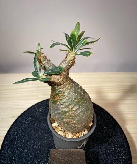 パキポディウム グラキリス　Pachypodium gracilius 　発根済　(商品番号gk-111valiem)VALIEM  (VALIEMタグ付き)