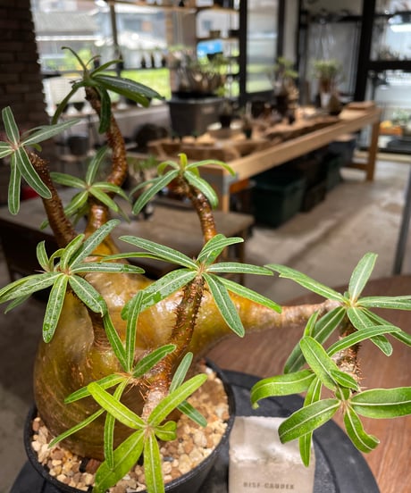 パキポディウム グラキリス　Pachypodium gracilius 　発根済　(gk-484)