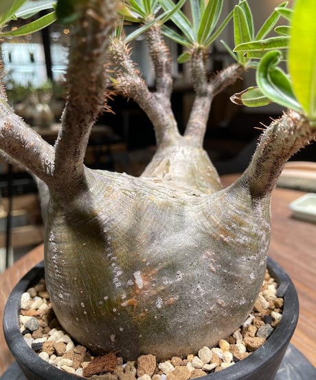 パキポディウム グラキリス　Pachypodium gracilius 　発根済　(gk-365)