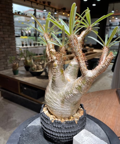 パキポディウム グラキリス　Pachypodium gracilius 　発根済　(gk-469) 鉢：dip