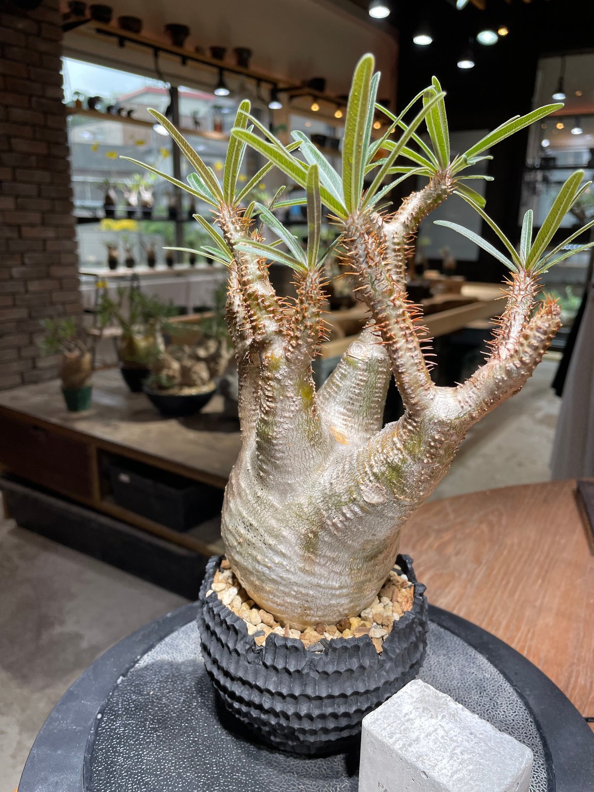 パキポディウム グラキリス Pachypodium gracilius 発根済 (gk-46