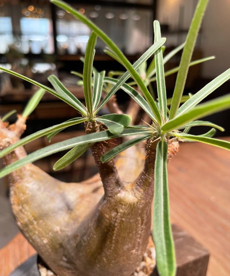 パキポディウム グラキリス　Pachypodium gracilius 　発根済　(gk-404)