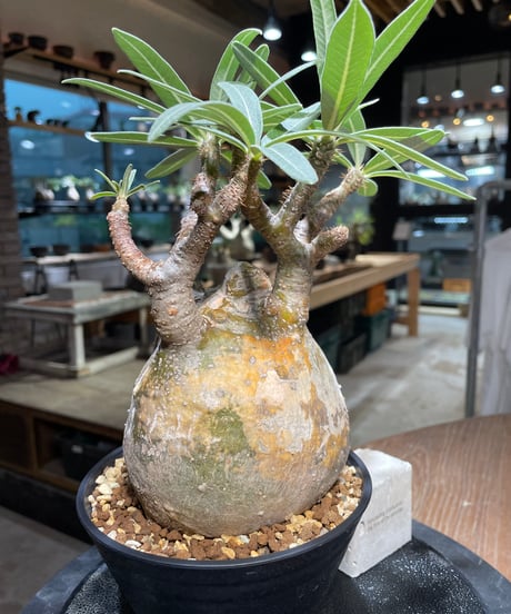パキポディウム グラキリス　Pachypodium gracilius 　発根済　(gk-314)