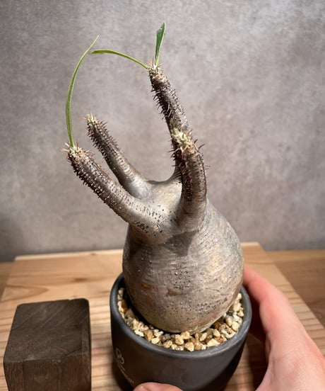 パキポディウム グラキリス　Pachypodium gracilius 　発根済　(商品番号gk-54valiem)  VALIEM 　BOWL　sizeS　(VALIEMタグ付き)