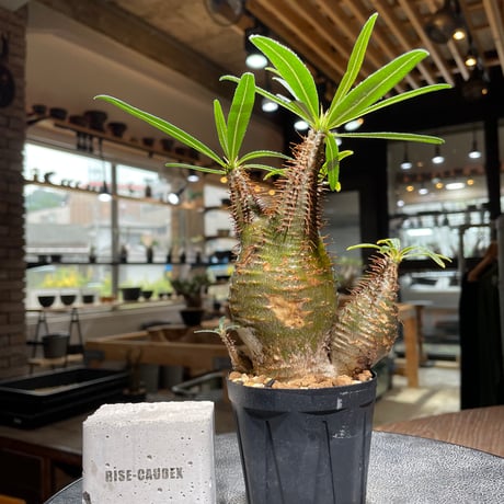 パキポディウムグラキリス | STORES