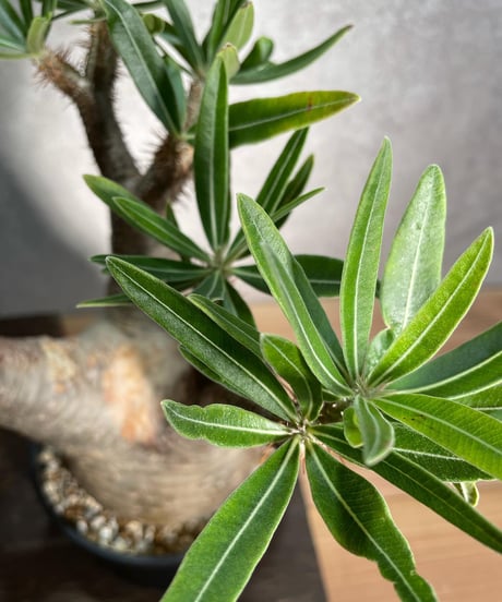 パキポディウム グラキリス　Pachypodium gracilius 　発根済　(商品番号gk-13)